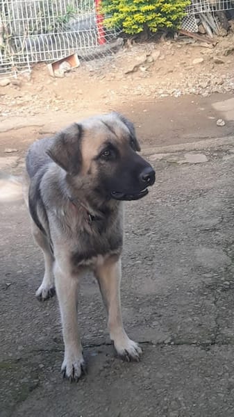 Ulysse