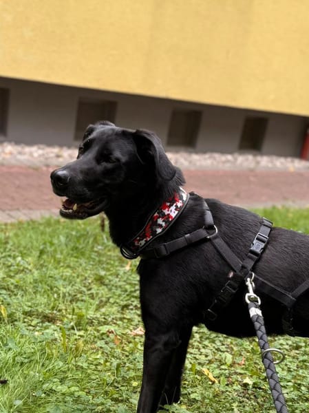 Labrador Mischling sucht tolle Leute