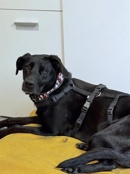 Labrador Mischling sucht tolle Leute
