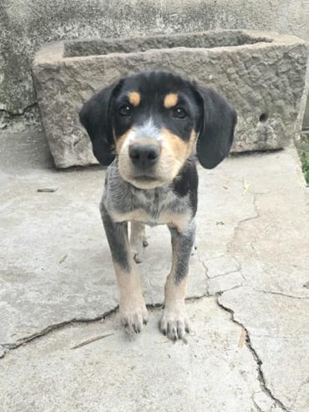 Robbie - Welpe Mischling Rüde Mix