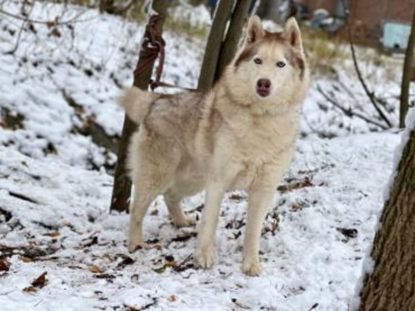 YASEN- sucht ruhige Rentnerstellu g