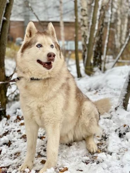 YASEN- sucht ruhige Rentnerstellu g
