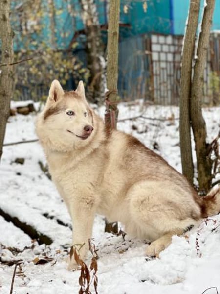 YASEN- sucht ruhige Rentnerstellu g