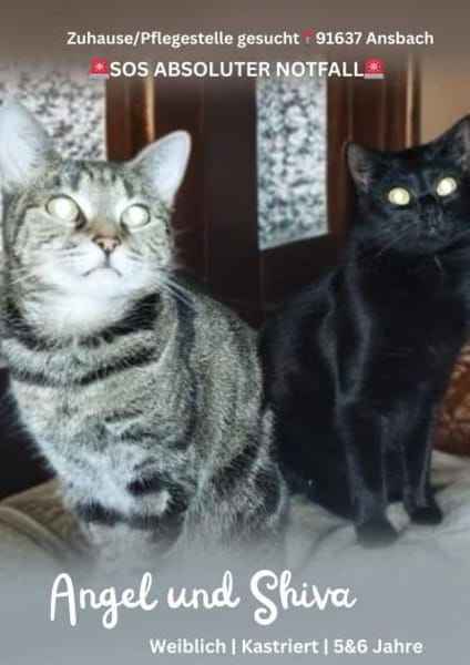 Katzen Notfall dringend pflegestelle