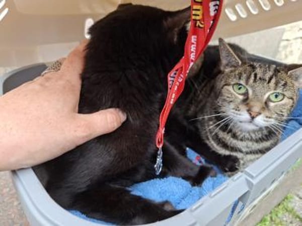 Katzen Notfall dringend pflegestelle