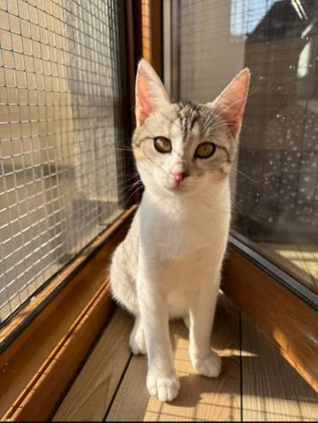 Jinx Sportliches Katzenmädel