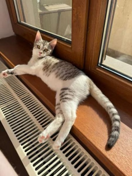 Jinx Sportliches Katzenmädel