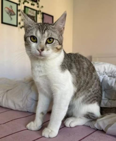 Jinx Sportliches Katzenmädel