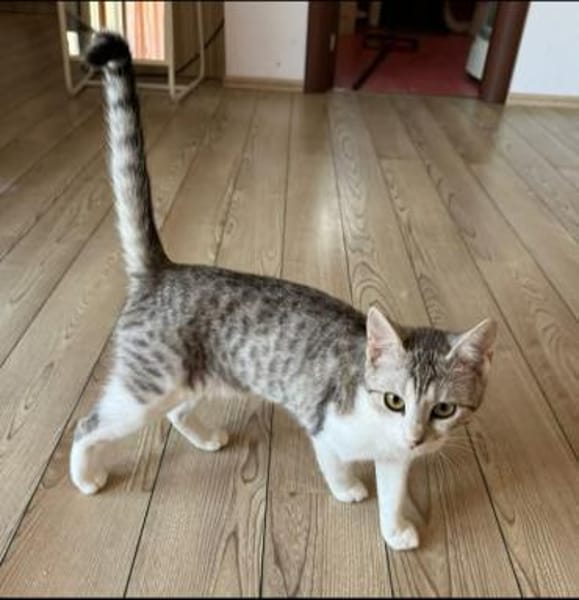 Jinx Sportliches Katzenmädel