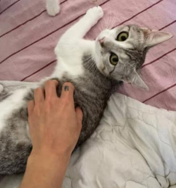 Jinx Sportliches Katzenmädel