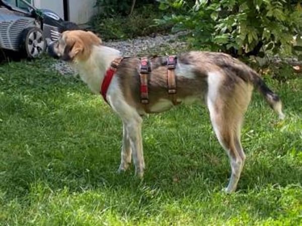 FENNO -rundum toller Junghund-