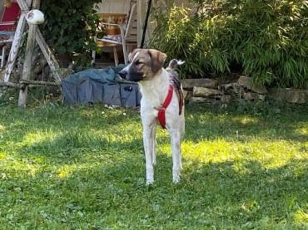 FENNO -rundum toller Junghund-