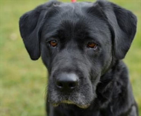Tolle Labradormixdame Lea sucht Familie