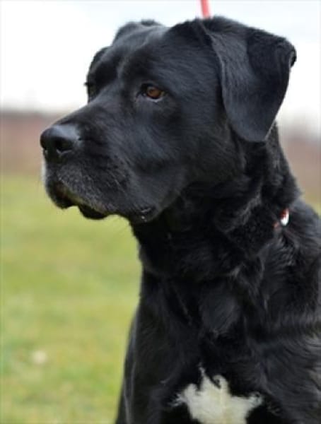 Tolle Labradormixdame Lea sucht Familie