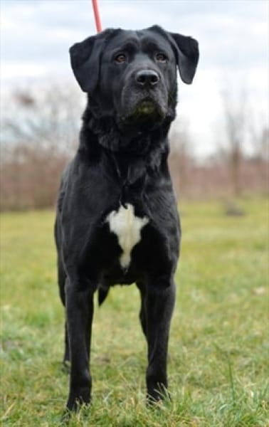 Tolle Labradormixdame Lea sucht Familie
