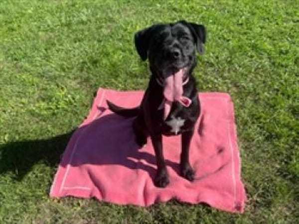 Tolle Labradormixdame Lea sucht Familie