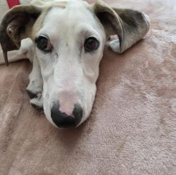 Unser toller Dumbo sucht seine Menschen