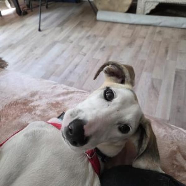Unser toller Dumbo sucht seine Menschen