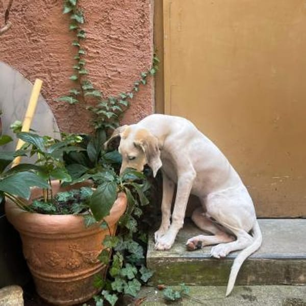 Unser toller Dumbo sucht seine Menschen