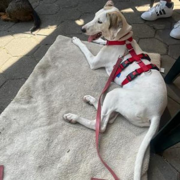 Unser toller Dumbo sucht seine Menschen