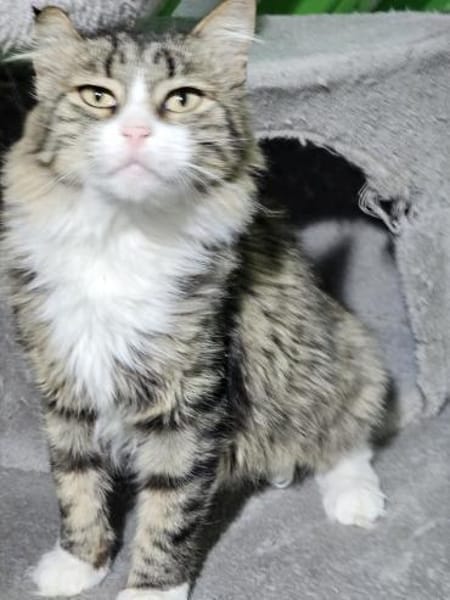 FANNY - liebt kuscheln und schmusen!
