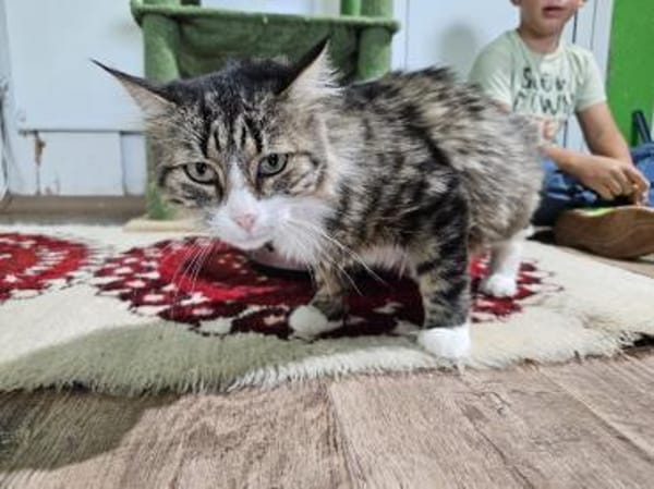 FANNY - liebt kuscheln und schmusen!