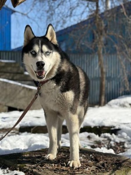 HARLEY- sucht aktive Familie