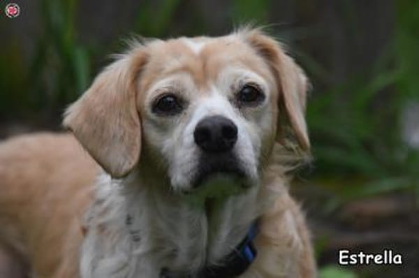 ESTRELLA