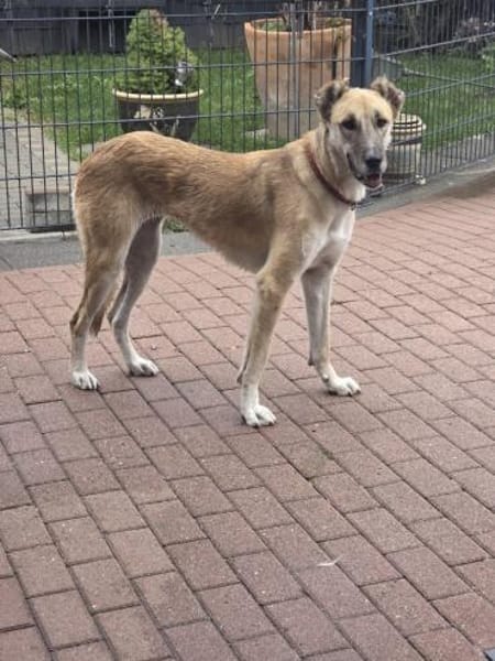Kuki ❤ sucht ihre Familie