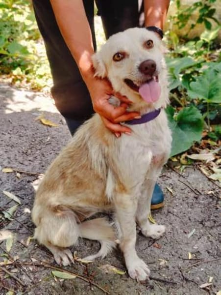 Cleo, junge Hündin sucht neue Familie