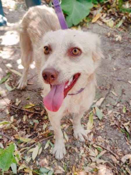 Cleo, junge Hündin sucht neue Familie