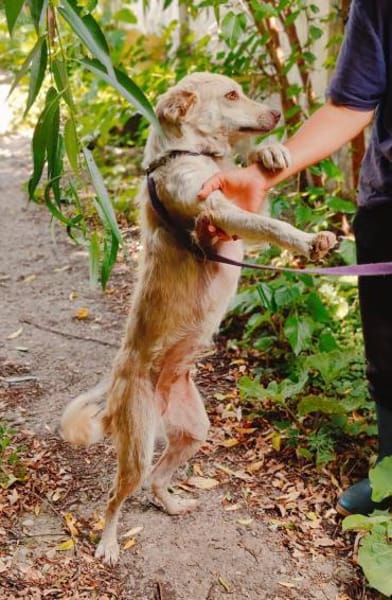 Cleo, junge Hündin sucht neue Familie