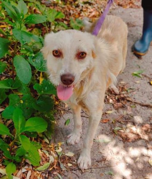 Cleo, junge Hündin sucht neue Familie
