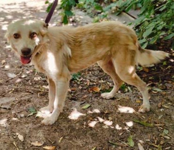 Cleo, junge Hündin sucht neue Familie