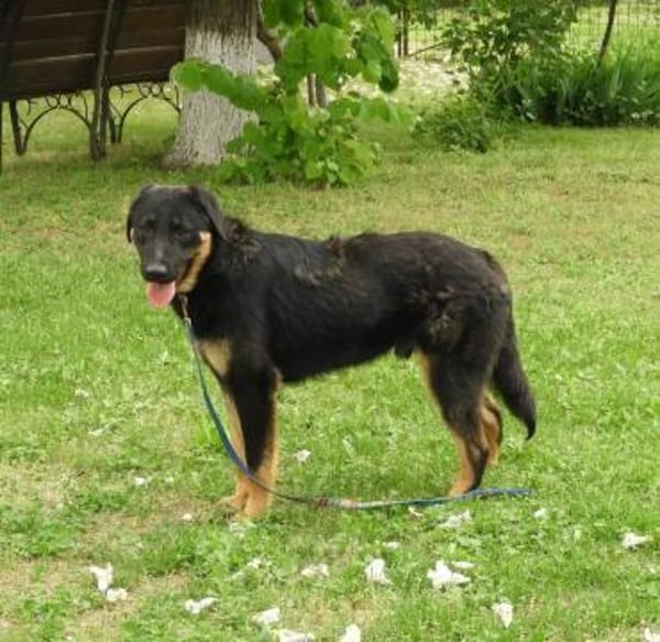 Luke, prächtiger Rüde sucht ein Zuhause