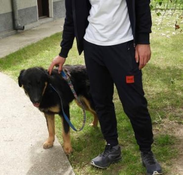 Luke, prächtiger Rüde sucht ein Zuhause