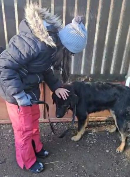Luke, prächtiger Rüde sucht ein Zuhause