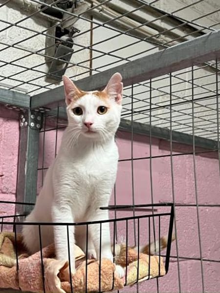 Jascha aus dem Tierschutz