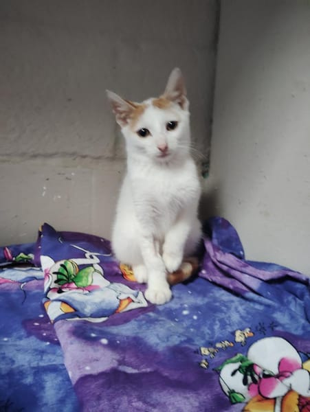 Jascha aus dem Tierschutz
