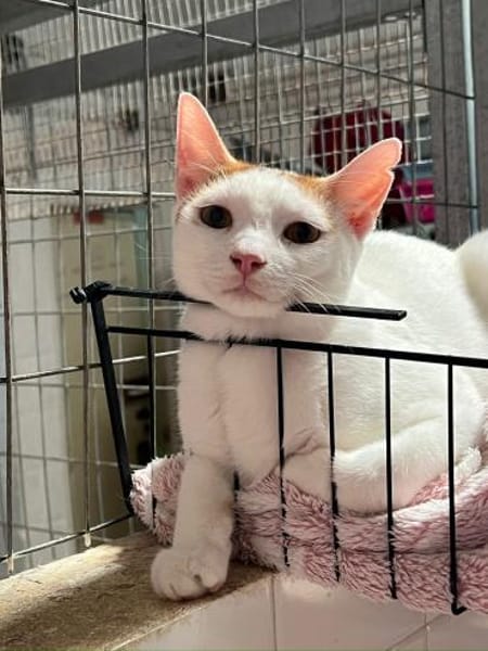 Jascha aus dem Tierschutz