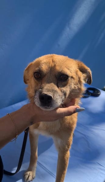 Findus, ein liebes Hundeherz sucht dring