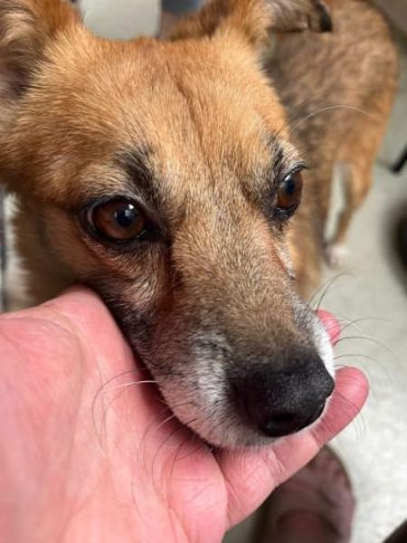 Findus, ein liebes Hundeherz sucht dring