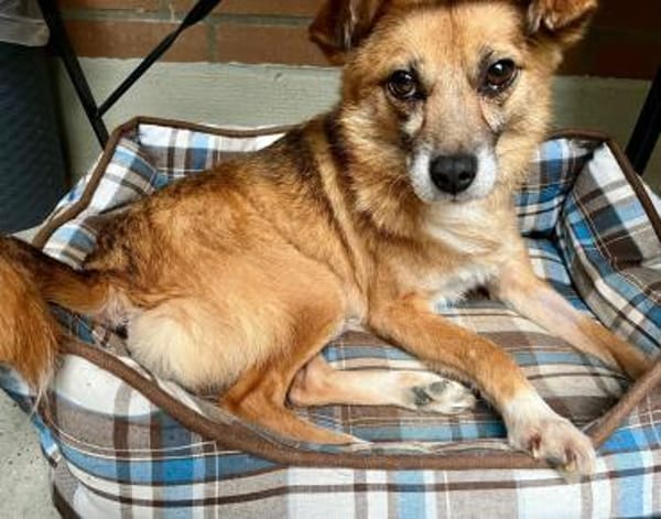 Findus, ein liebes Hundeherz sucht dring