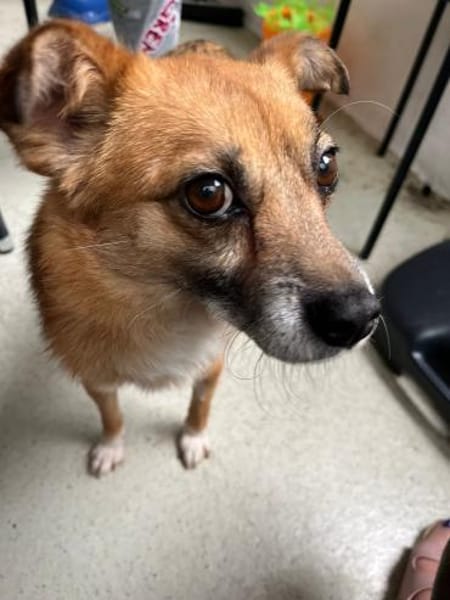 Findus, ein liebes Hundeherz sucht dring