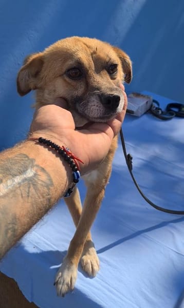 Findus, ein liebes Hundeherz sucht dring