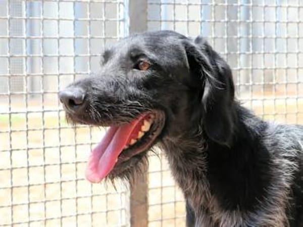 SPINO Nero- hat er als Jagdhund versagt?