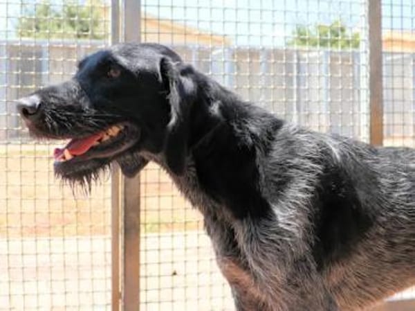 SPINO Nero- hat er als Jagdhund versagt?