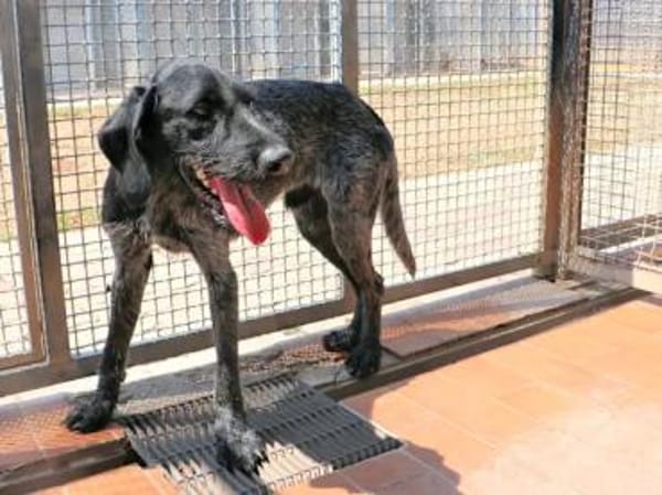 SPINO Nero- hat er als Jagdhund versagt?