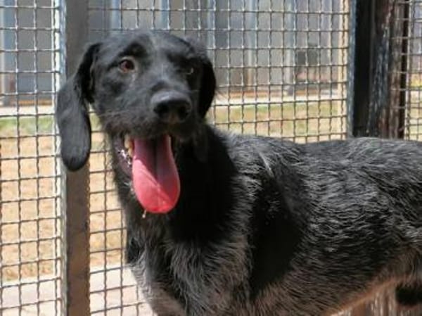 SPINO Nero- hat er als Jagdhund versagt?