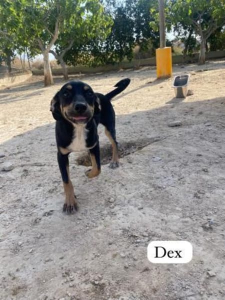 Dex sucht seine Menschen